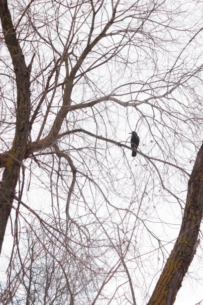 istock A raven is sitting on a leafless branch of a tree against a clear white sky during a spring or winter 1385728852