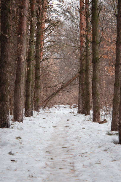istock A pathway in the forest among pine trees during a spring. Snow is melting on the footpath. 1385728911
