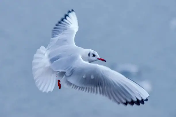 Black headed gull photographed in Germany, in European Union - Europe. Picture made in 2016.