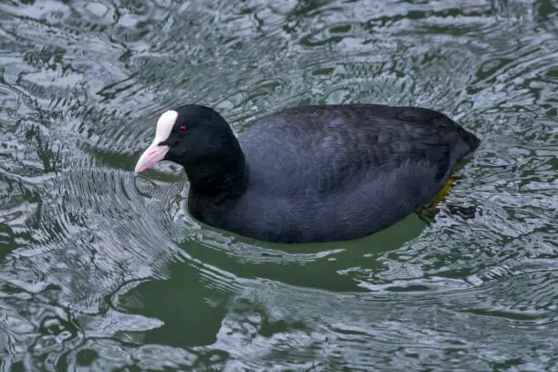 Common Coot photographed in Germany, in European Union - Europe. Picture made in 2016.