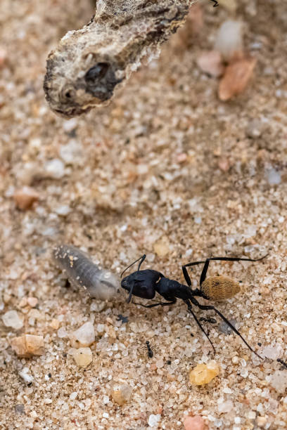 istock Namibian ant eating a worm, with a dead snake 1385729142