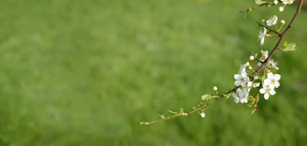 branch of a flowering fruit tree against the background of a blurred silhouette of a green lawn