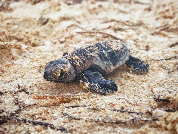 istock Newborn turtle in Yucatan 1385729352