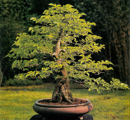 Stock photo showing an outdoor shot of a Japanese snowbell (Styrax japonicus) bonsai tree isolated against a garden background in sunshine. This bonsai had been trained into a moyogi (informal upright) style.