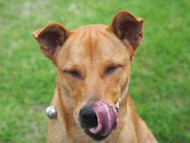 istock A brown dog with tongue sticking out 1385730447
