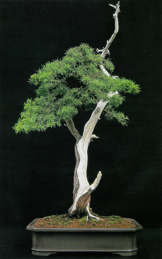 Stock photo showing a studio shot of a Needle Juniper (Juniperus rigida) bonsai tree isolated against a black background. This bonsai had been trained into a 
Sharimiki (driftwood) style.