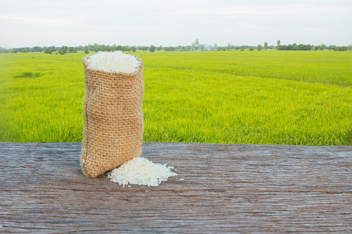 Jasmine rice cultivated in Northeast of Thailand.