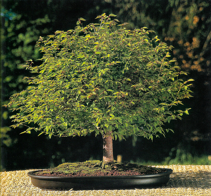 Stock photo showing an outdoor shot of a Japanese elm (Zelkova serrata) bonsai tree isolated against a garden background in the sunshine. This bonsai had been trained into a Hokidachi (Broom) style.