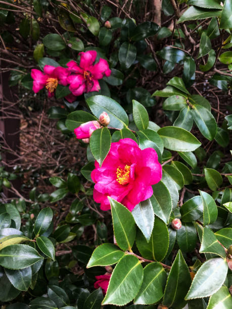istock beautiful pink flowers on the nature 1385731508