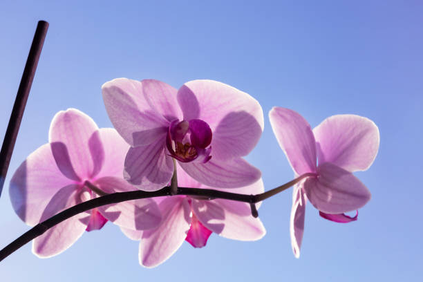 istock pink orchid on a window against a blue sky 1385732719