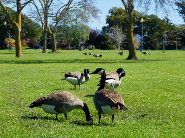 istock Geese in the park 1385733159