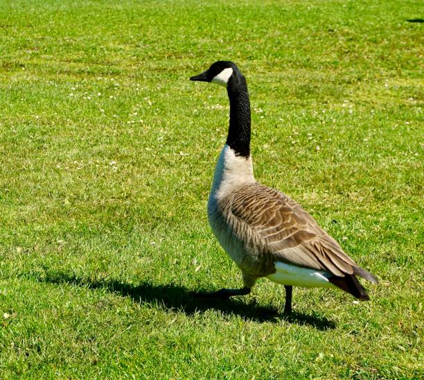istock Goose in the park 1385733165