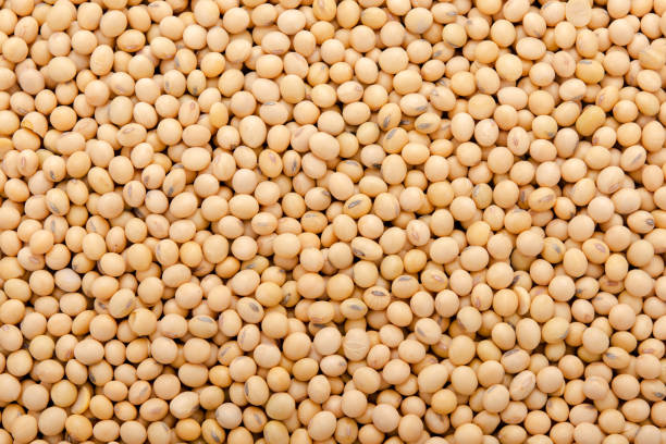 Soybean pattern as for background stock photo