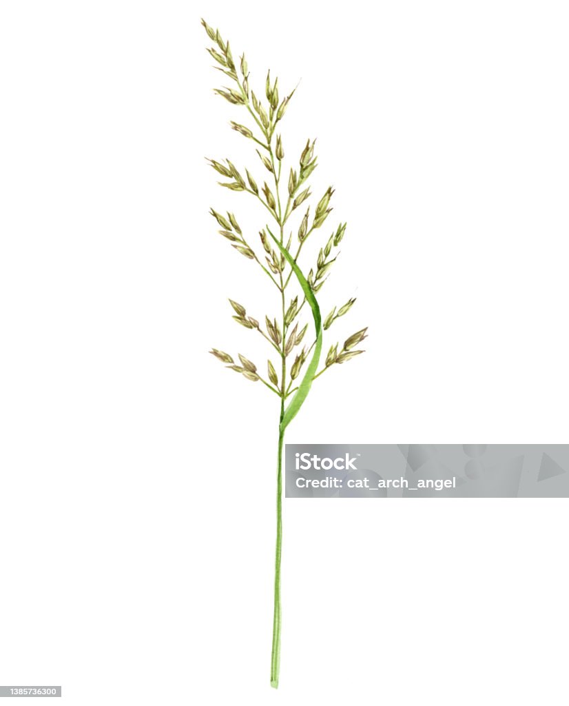 akvarelli piirustus kasvi sipuli kaura ruoho - Rojaltivapaa avainsanalla Ei ihmisiä ja tyyppiä kuvapankin kuvitus