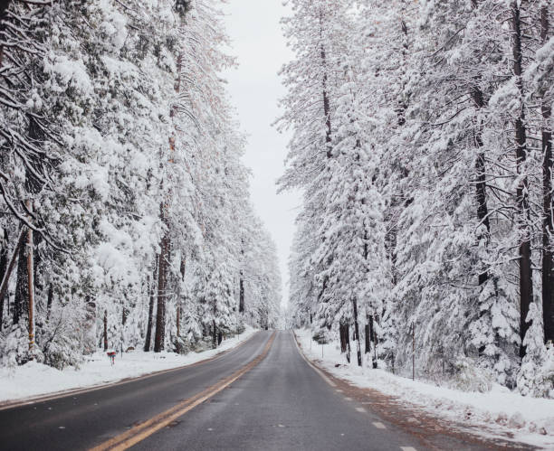 istock Plowed Road Between Tall Snow Covered Trees in Winter 1385736683