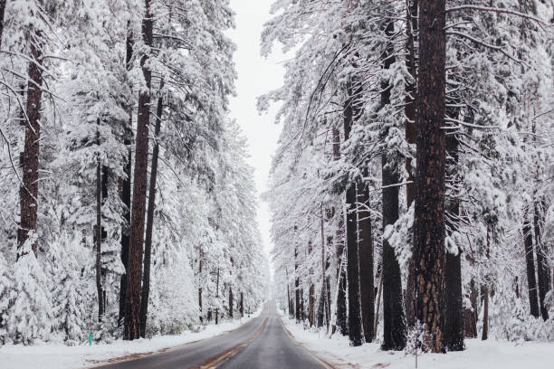 Plowed Road through Snow Covered Forest in Winter in Nevada City, California, United States
