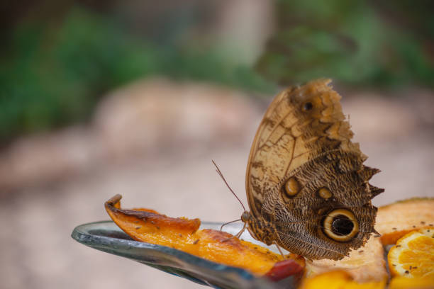 Owl Butterly Eating Fruit In Texas in San Antonio, Texas, United States