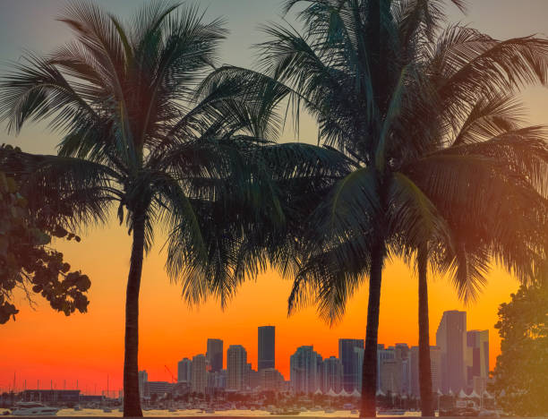 istock sunset in miami usa florida palms tropical 1385737000