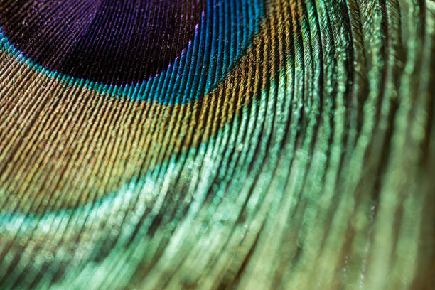 Peacock feather close up, beautiful colors in San Antonio, Texas, United States