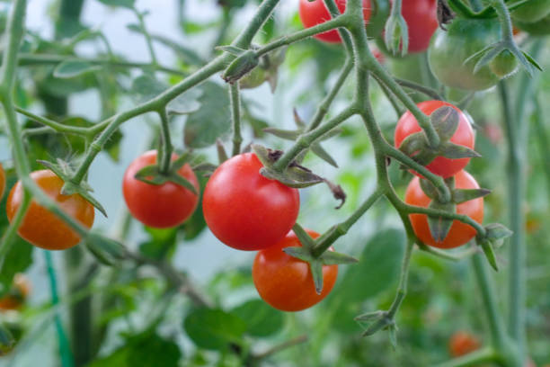 istock Red ripe tomatoes on branch, close-up. Horizontal composition with a tomato bush and ripening tomatoes for publication, poster, screensaver, wallpaper, postcard, banner, cover, post 1385737049