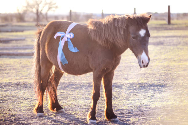 istock Horse Pony Maternity Session On The Farm 1385737578