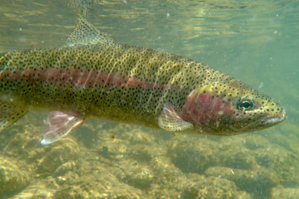 truta arco-íris selvagem capturada e solta no rio boise - truta arco íris - fotografias e filmes do acervo