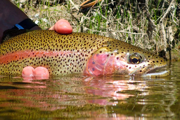 istock Wild rainbow trout caught and released on the Boise River 1385738972