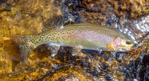 Wild rainbow trout caught and released on the Boise River Fly fishing for trout in downtown Boise, Idaho boise river stock pictures, royalty-free photos & images
