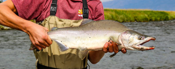 istock Wild pink salmon caught and released in Alaska 1385739145