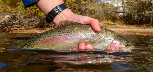 Wild rainbow trout caught and released on the Boise River Fly fishing for trout in downtown Boise, Idaho boise river stock pictures, royalty-free photos & images