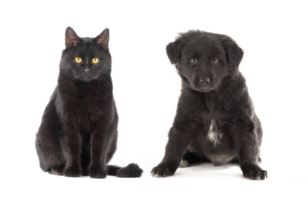 istock black cat and puppy sitting on a white background 1385740758
