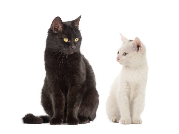 istock white cat and black cat isolated on white background 1385741721