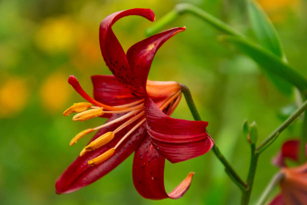 istock Dark red daylily close-up on a blurred 1385742940