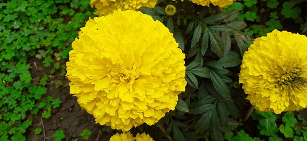 Most Beautiful Marigold flower is also known Aztec Marigold and Big Marigold. Its native place is Mexico.