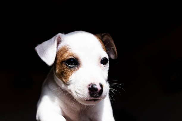 istock jack russel puppies 1385746189