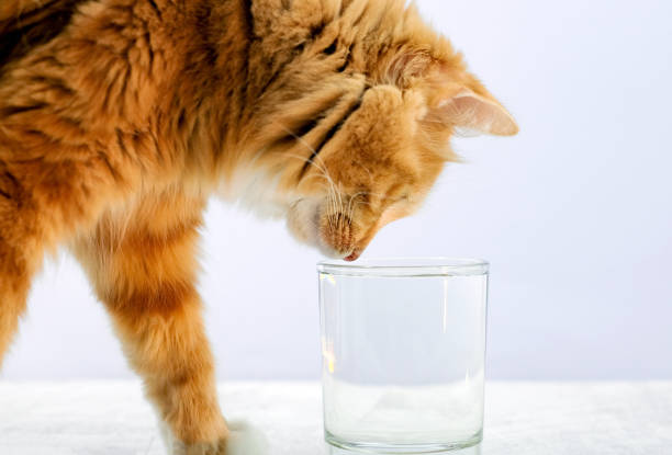 Red cat drinking water from the glass, close-up