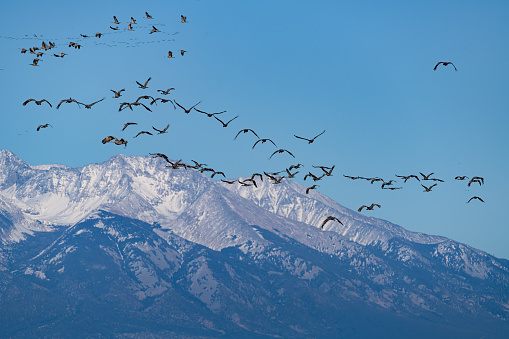 Sandhill Cranes during the Spring migration in Monte Vista, Colorado.