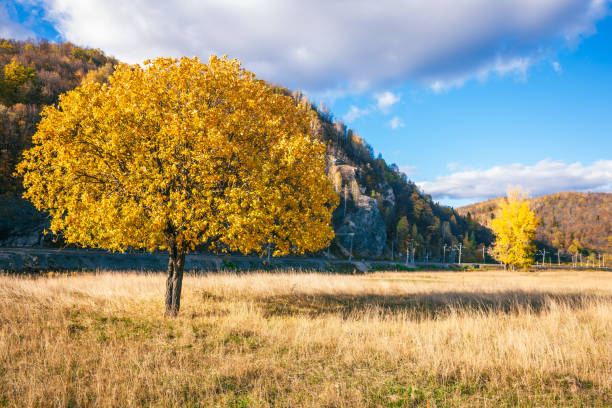 Golden oak leaves of trees at colorful autumn park background, copy space and mockup. Focus on foliage. Fall background. Sunny weather.