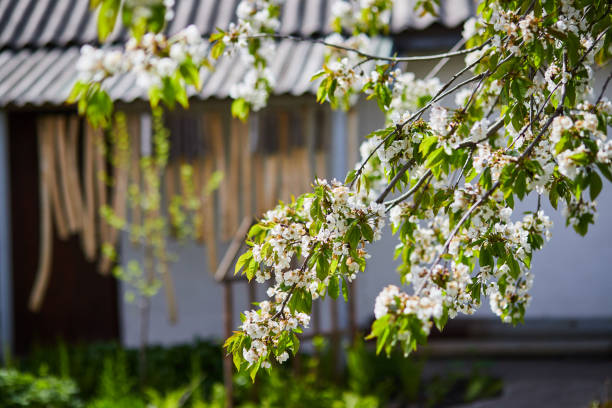 istock Branches of blossoming cherry macro with soft focus on gentle light blue sky background in sunlight. Beautiful floral image of spring nature 1385747922