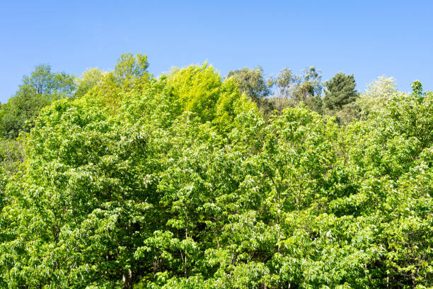 istock Top of green leafy trees in forest under blue sky 1385748310