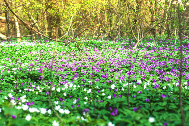 Spring forest landscape with Dentaria glandulosa purple flowers, white Wood Anemone nemorosa. Windflowers, violet Cardamine grow in sunny woods Spring forest landscape with Dentaria glandulosa purple flowers, white Wood Anemone nemorosa bloom. Beauty colorful wildflowers growing in woodland. Windflowers, violet Cardamine grow in sunny woods dentaria stock pictures, royalty-free photos & images