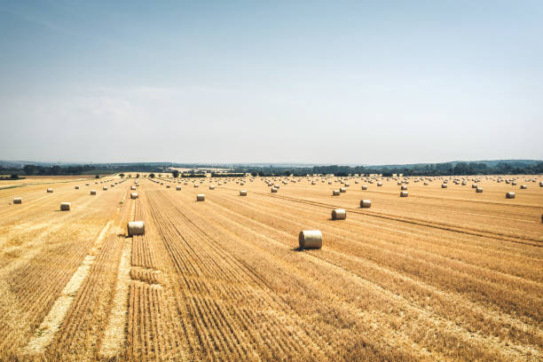 istock straw bales on grain field in summer 1385753783