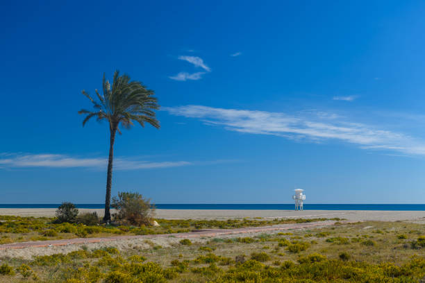 Beach with sunny sky palms trees and lifeguard hut. All ready for summer.