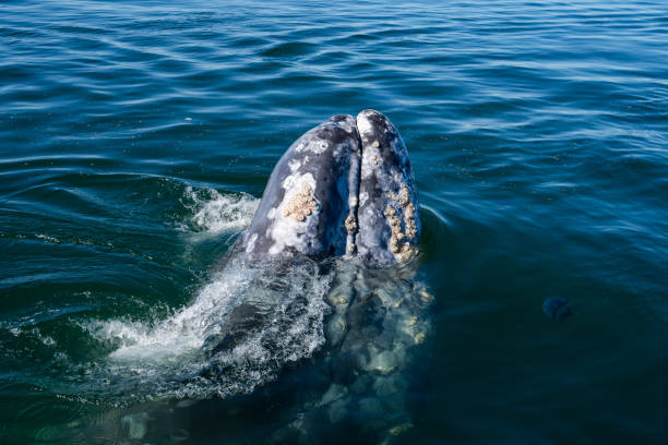 istock Gray whale lifts its head with some encrusted barnacles 1385755524