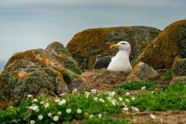Seagull on the nest with flowers on foreground. Saltee Great Island, County Wexford, Ireland stock photo