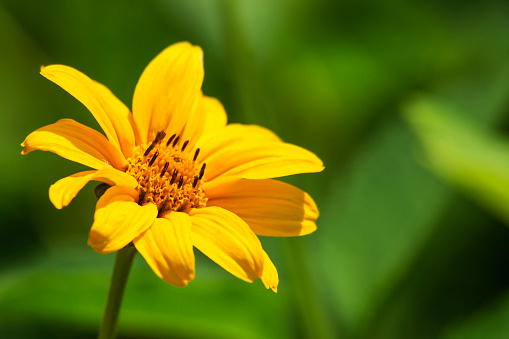 Side view of a false sunflower