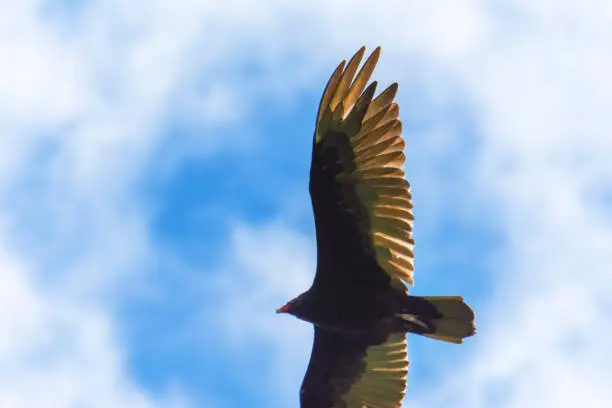 A large turkey vulture 2/3 of wing span.  Partly cloudy sky.