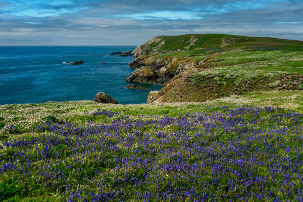 Field of flowers on the Saltee Great Island, County Wexford, Ireland, stock photo