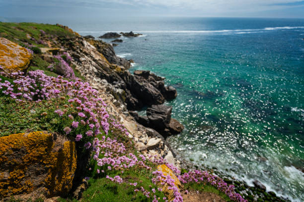 Blooming flowers on coastline of the Saltee Great Island, County Wexford, Ireland stock photo