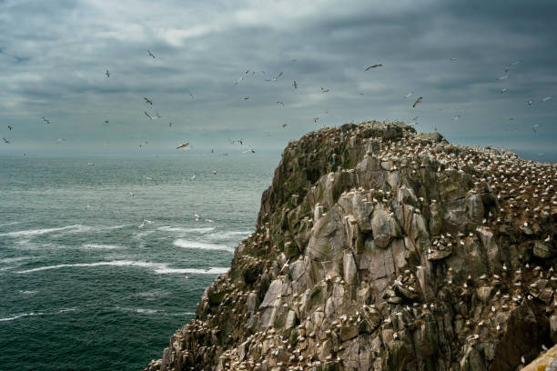 colonie de fous de bassan sur une falaise sur saltee great island, comté de wexford, irlande - oiseau marin photos et images de collection